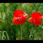 Mohn Duett