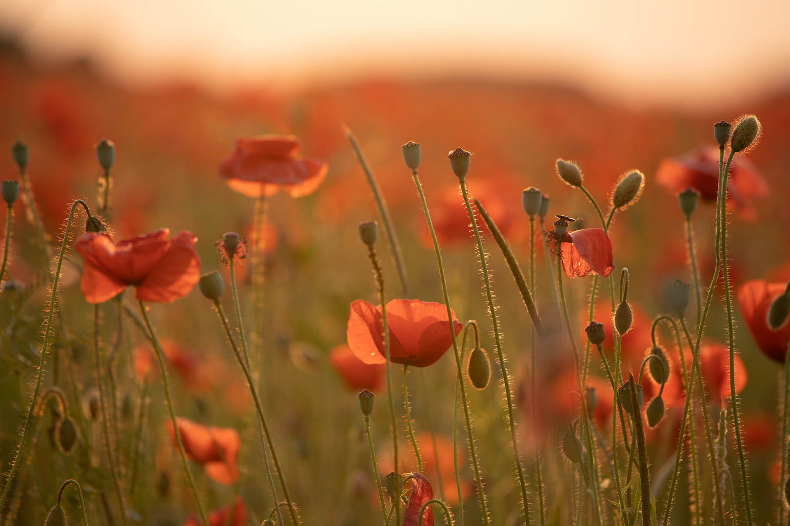 Mohn - duftig zart