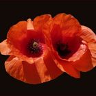 Mohn-Duo