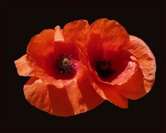 Mohn-Duo