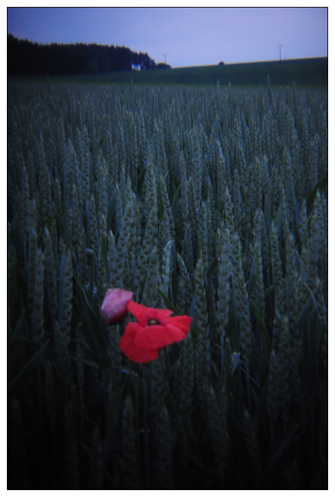 Mohn durch Holga