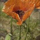 Mohn...