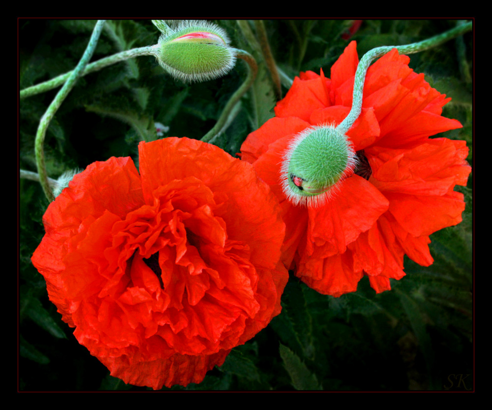 .Mohn.