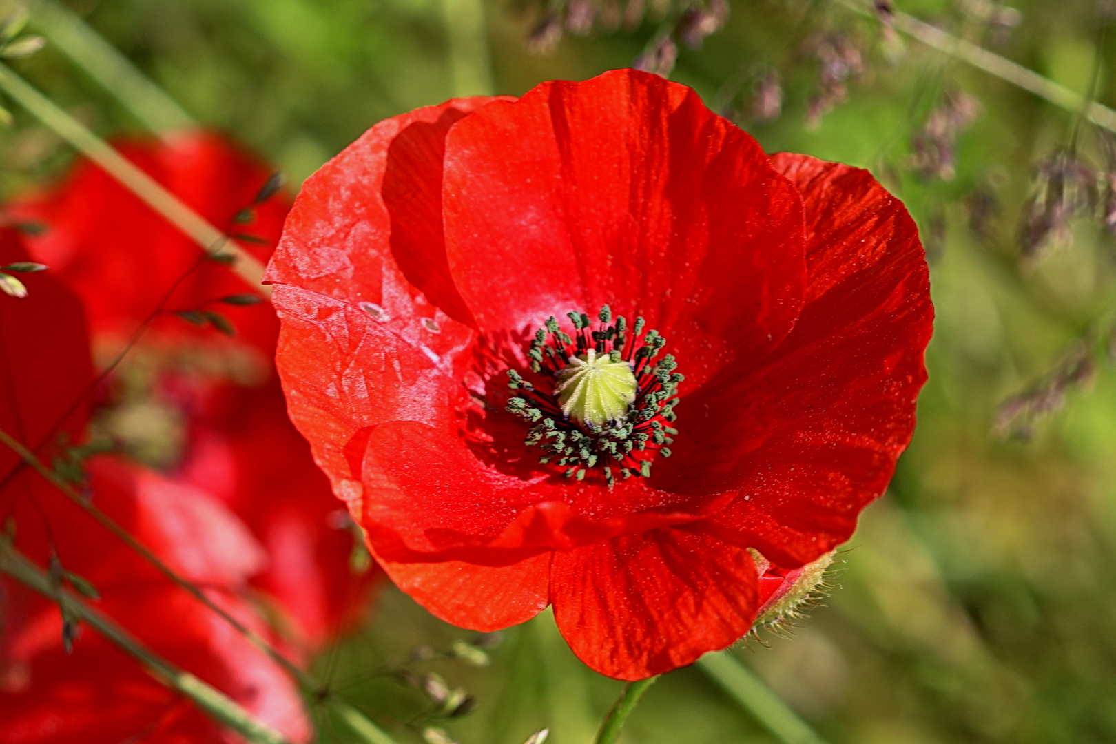 Mohn 