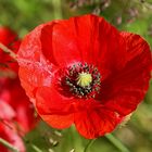 Mohn 