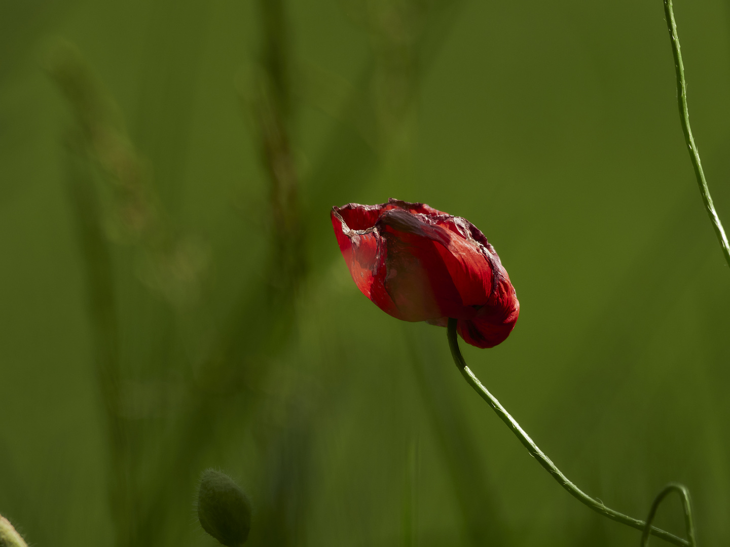 Mohn