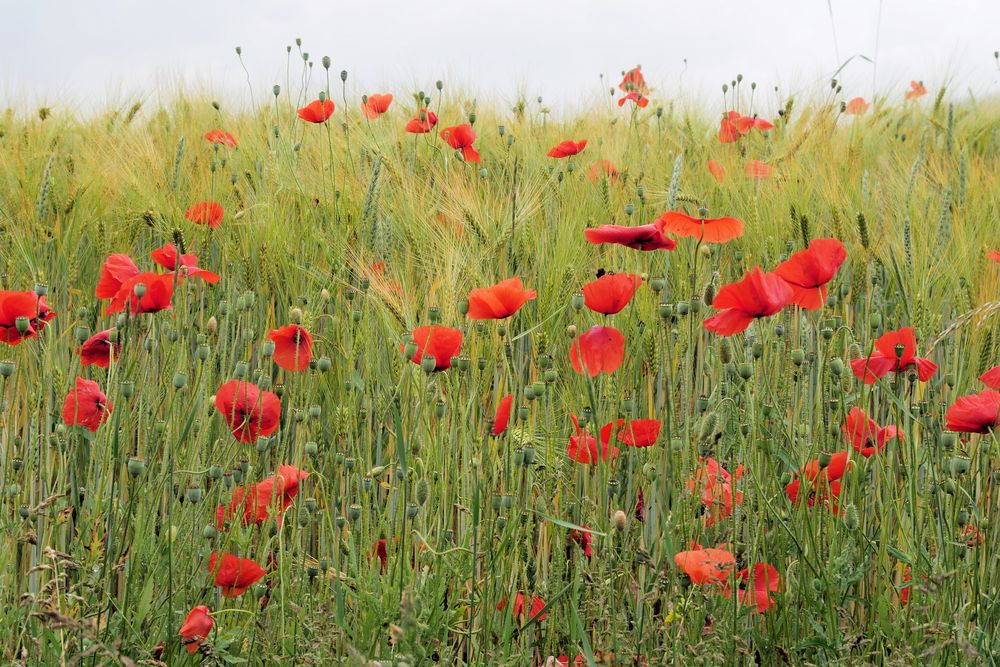 Mohn 