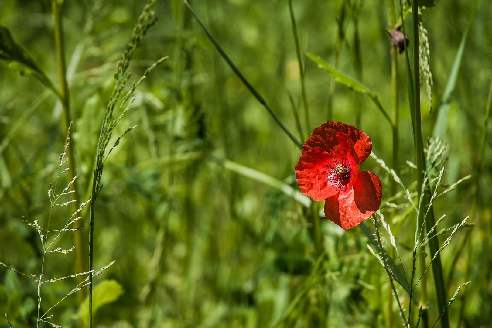 Mohn