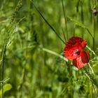 Mohn