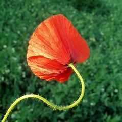 Mohn