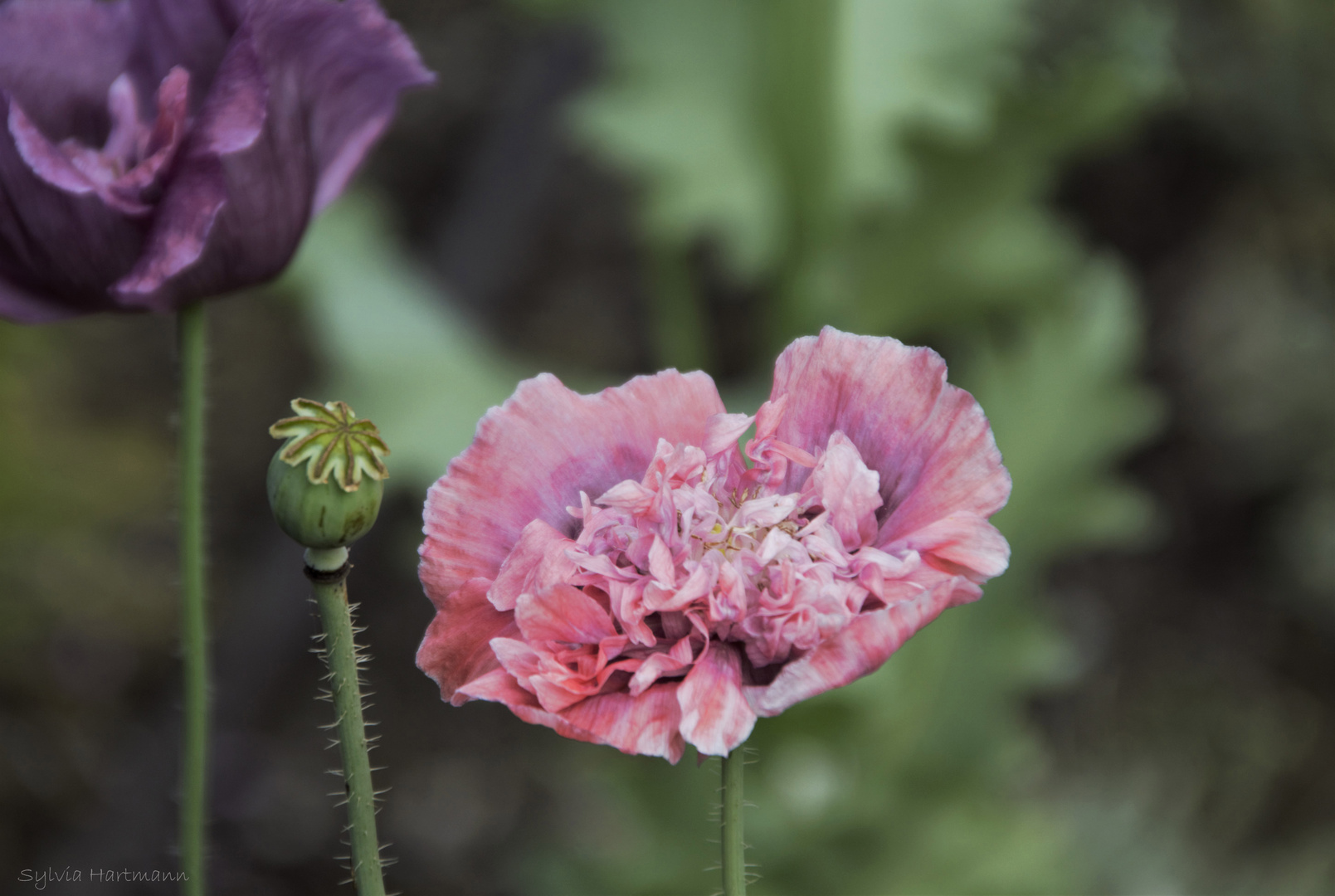 Mohn