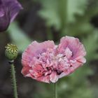 Mohn