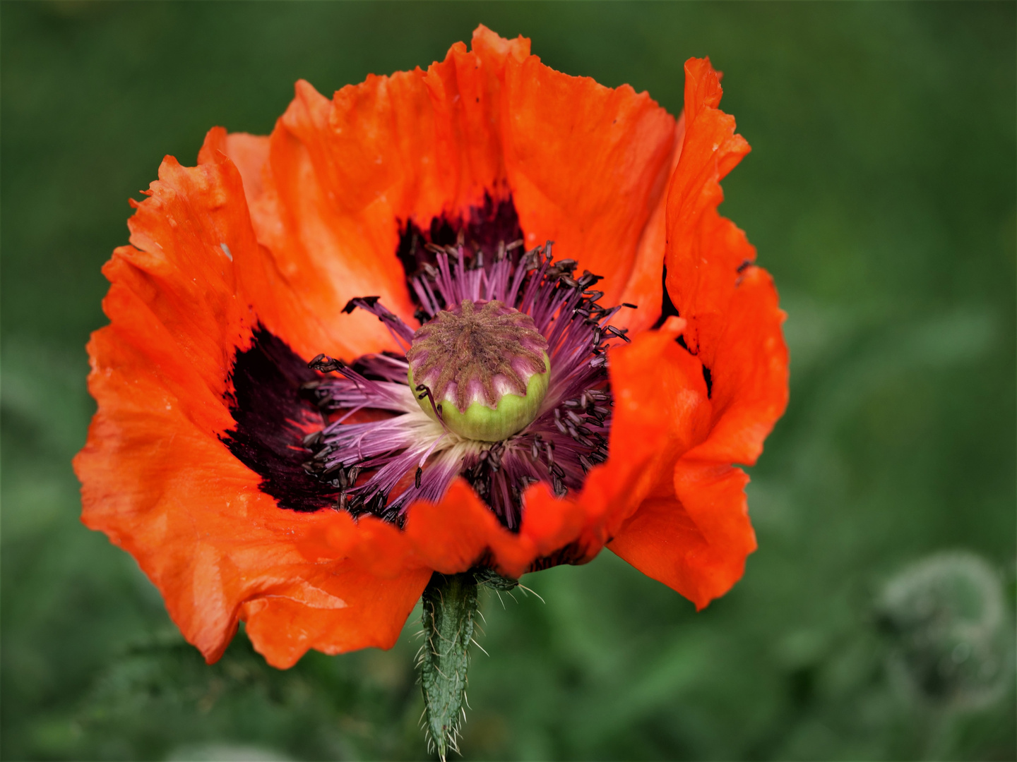 Mohn