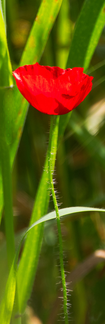 Mohn