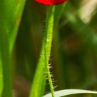 Mohn