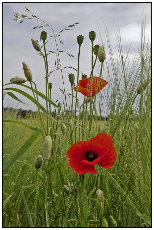 Mohn