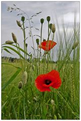 Mohn