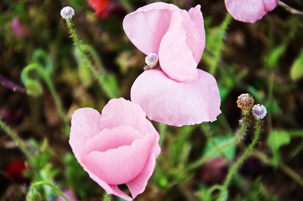 .Mohn.