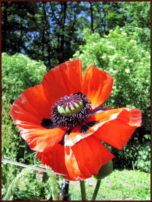 Mohn