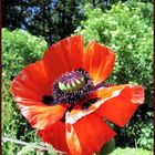 Mohn