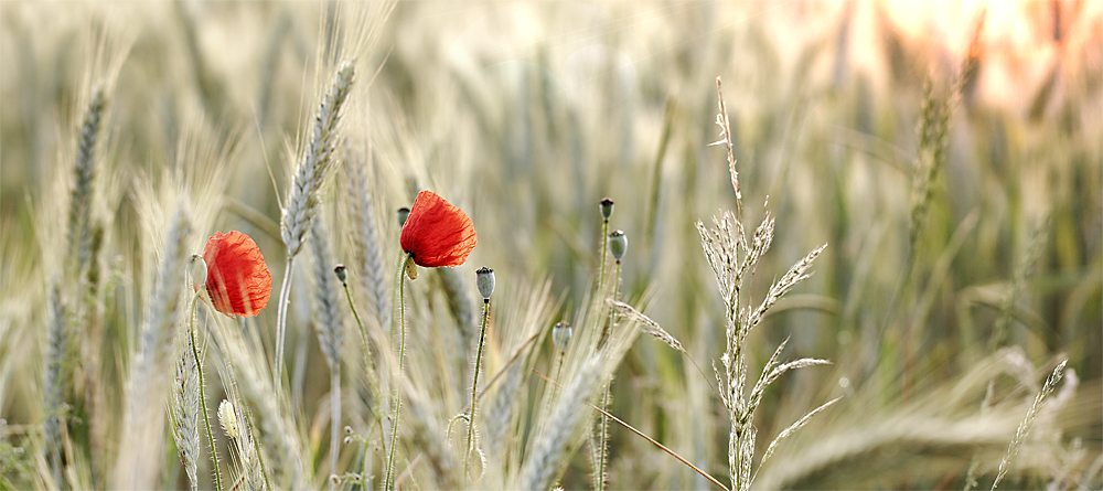 Mohn