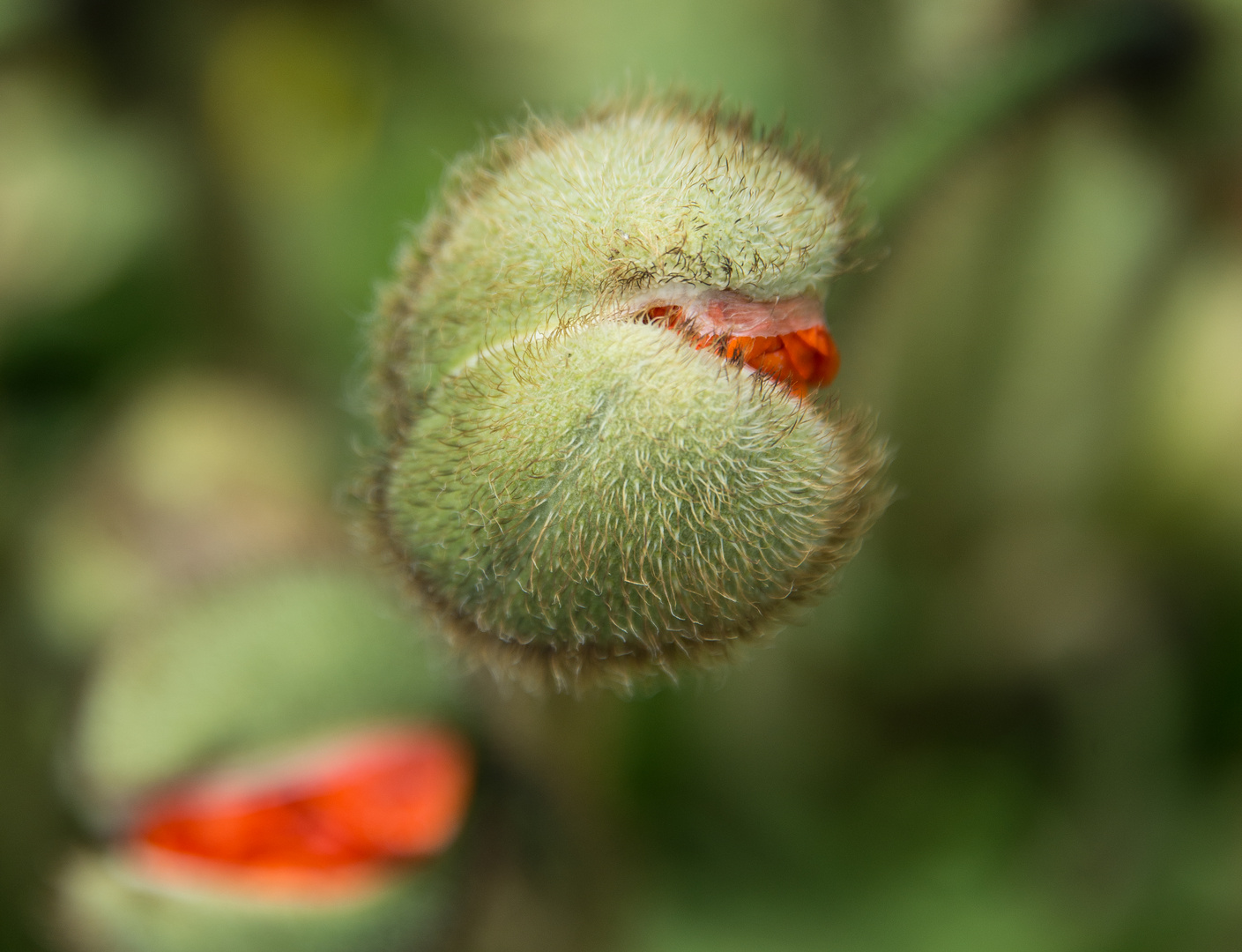 Mohn