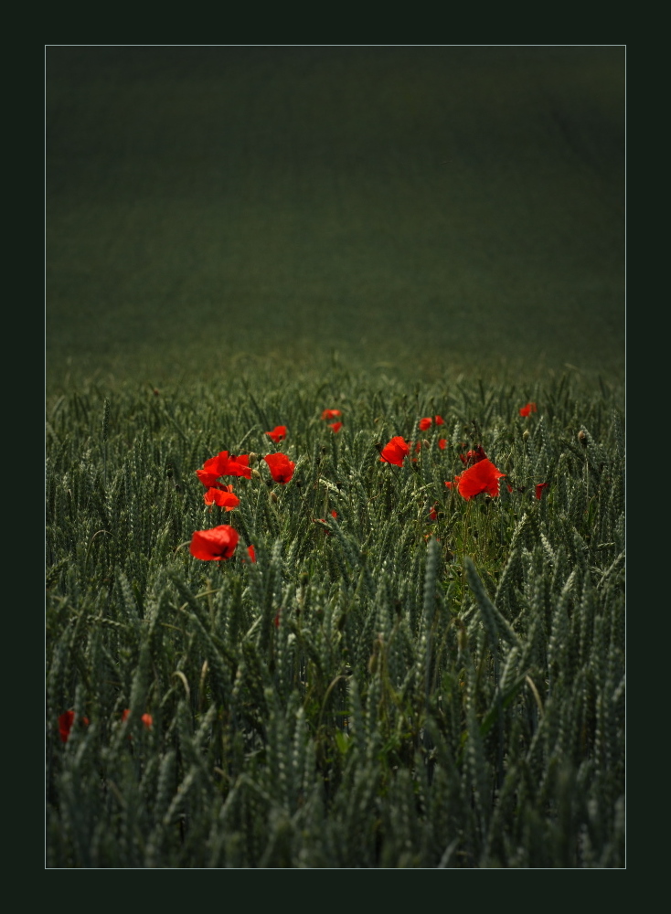 Mohn