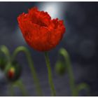 MOHN .............