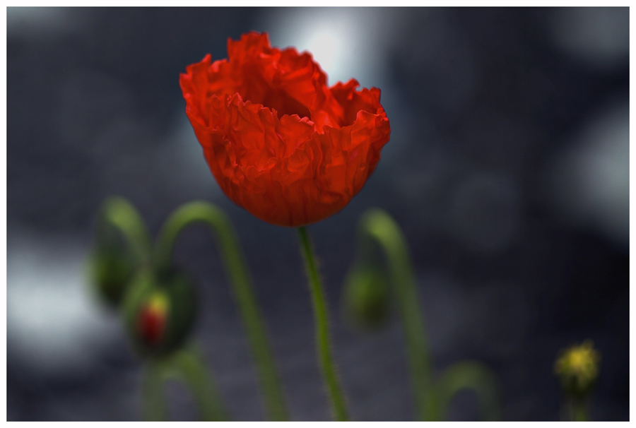 MOHN .............