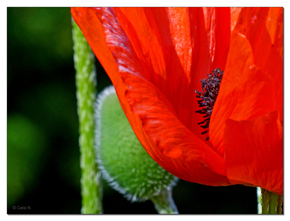 Mohn