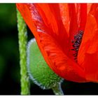 Mohn