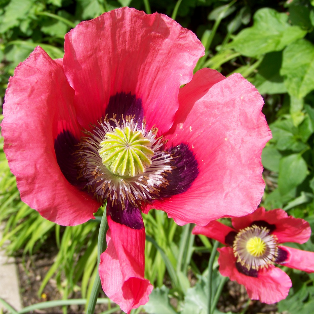 Mohn