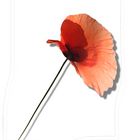 Mohn