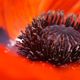 Mohn