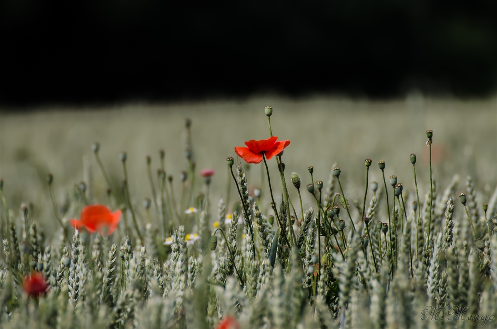 Mohn