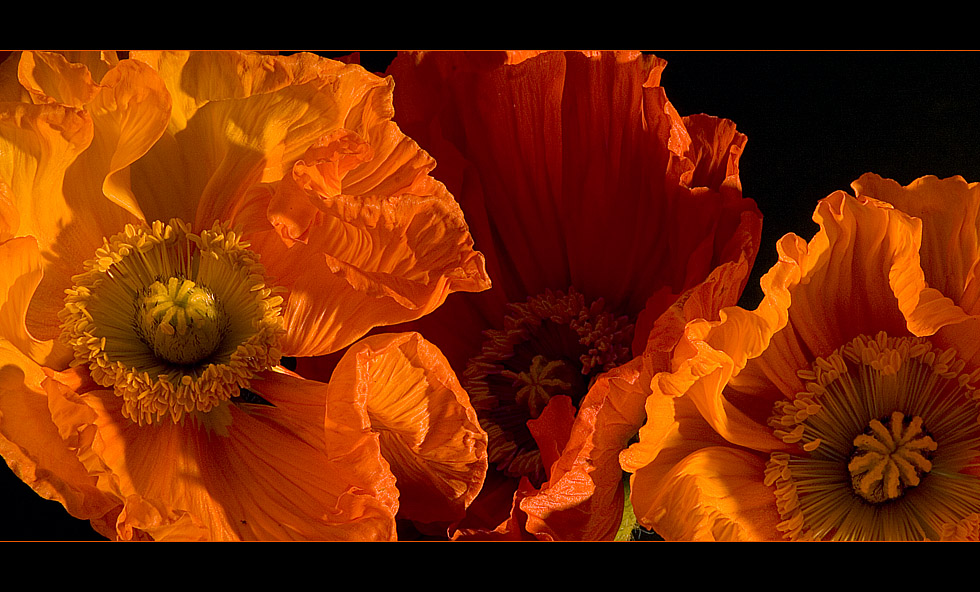 Mohn