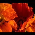 Mohn