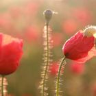 Mohn