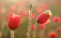 Mohn