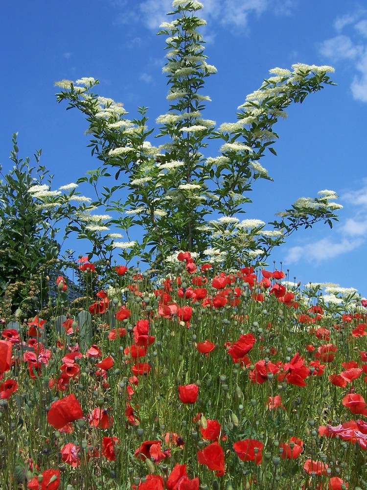 Mohn