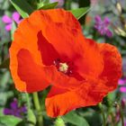 Mohn