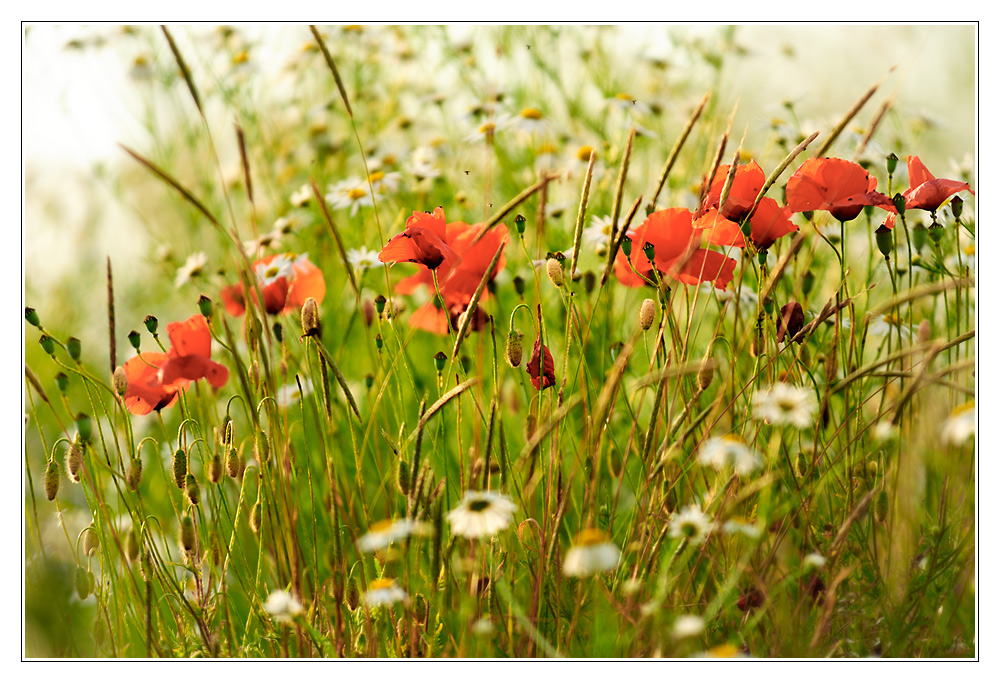 Mohn