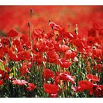 Mohn