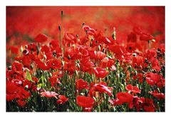 Mohn