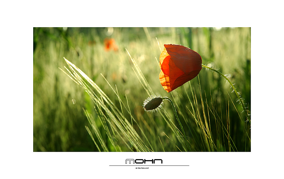 Mohn