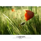 Mohn