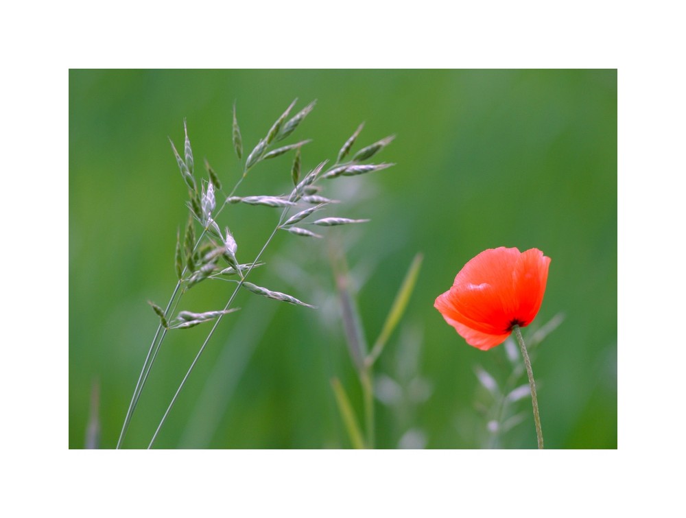 Mohn