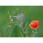 Mohn