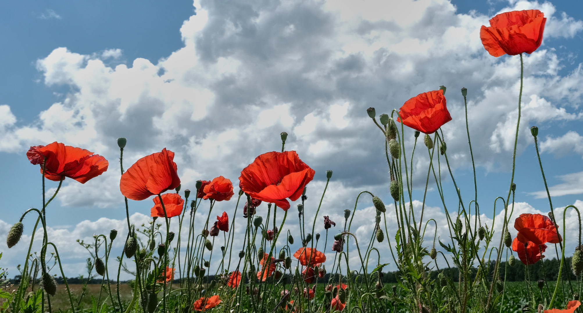 Mohn