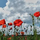 Mohn